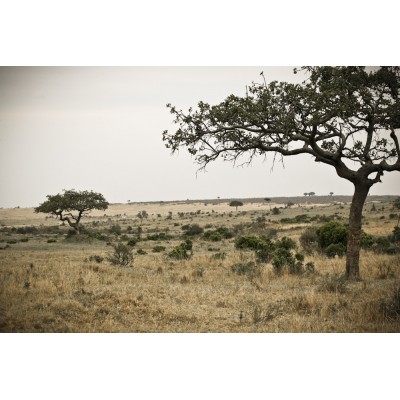 KENYA - Paysage du Masaï...