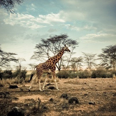 KENYA - Girafe et flamants...